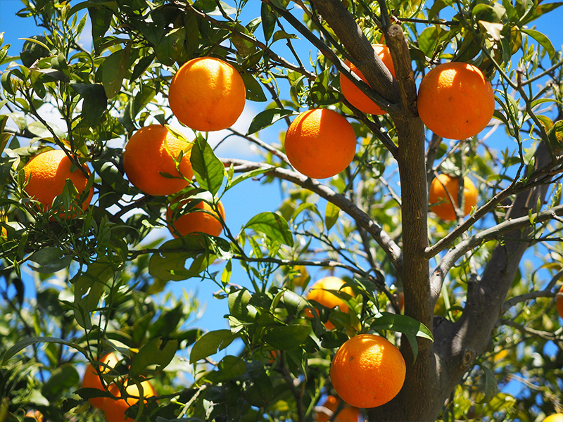 Petitgrain (Orange Tree)