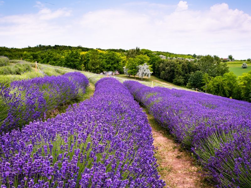 lavender-field-7269898_1280